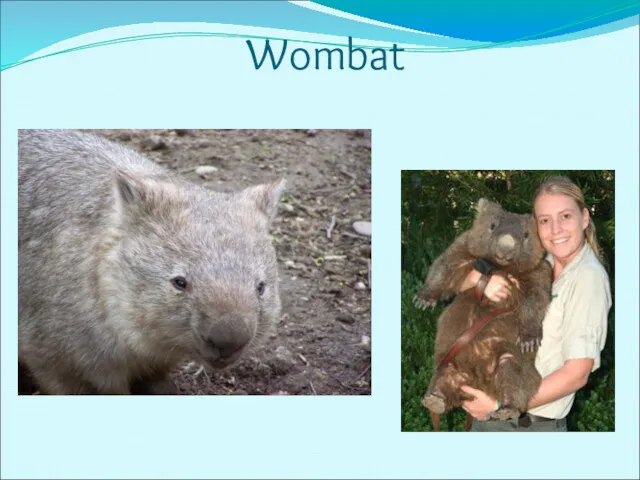 Wombat