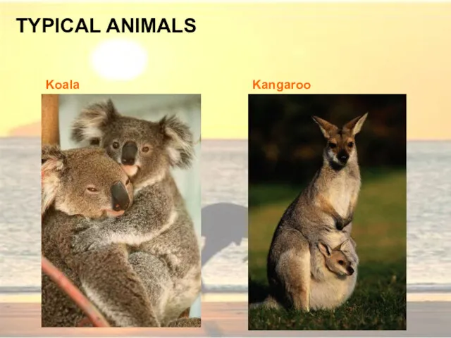 TYPICAL ANIMALS Koala Kangaroo