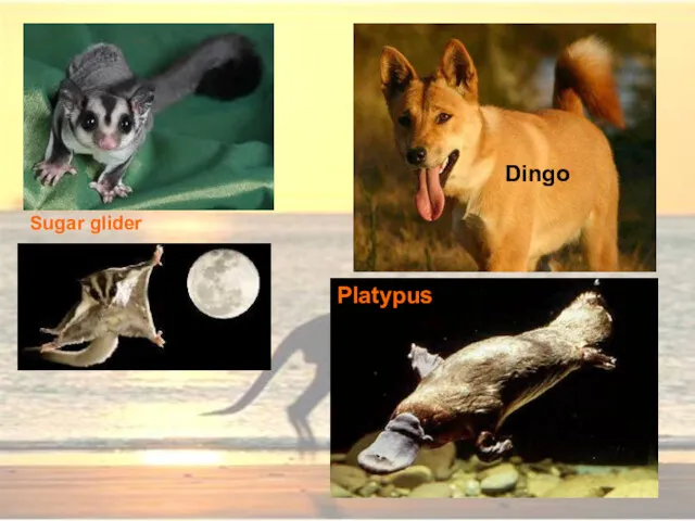 Dingo Platypus Sugar glider