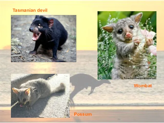 Tasmanian devil Wombat Possum
