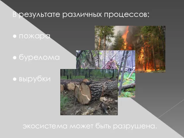 В результате различных процессов: ● пожара ● бурелома ● вырубки экосистема может быть разрушена.