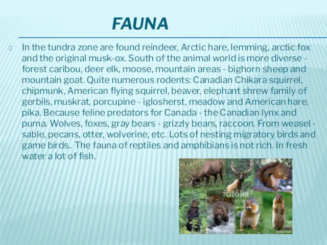 FAUNA In the tundra zone are found reindeer, Arctic hare, lemming, arctic fox