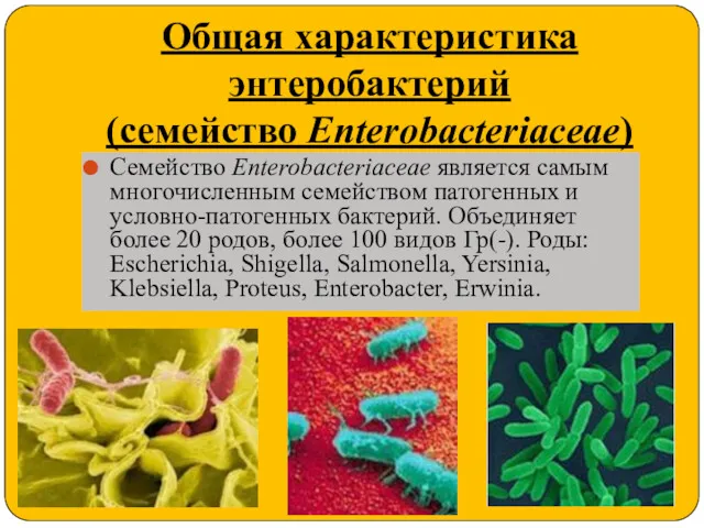 Общая характеристика энтеробактерий (семейство Enterobacteriaceae) Семейство Enterobacteriaceae является самым многочисленным