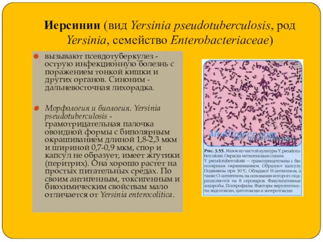 Иерсинии (вид Yersinia pseudotuberculosis, род Yersinia, семейство Enterobacteriaceae) вызывают псевдотуберкулез