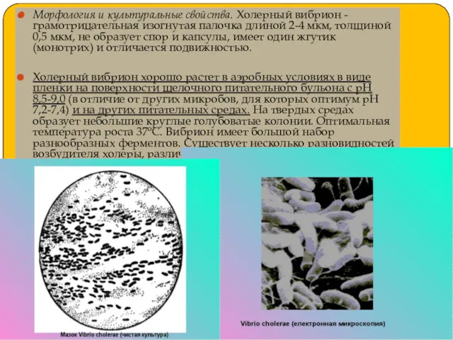 Морфология и культуральные свойства. Холерный вибрион - грамотрицательная изогнутая палочка