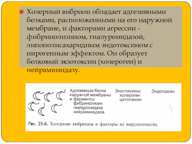 Холерный вибрион обладает адгезивными белками, расположенными на его наружной мембране,