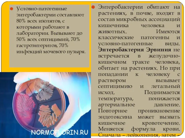 Условно-патогенные энтеробактерии составляют 80% всех изолятов, с которыми работают в