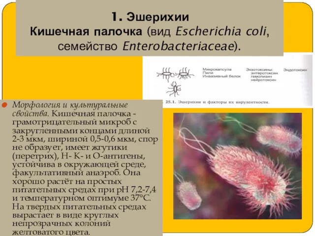 1. Эшерихии Кишечная палочка (вид Escherichia coli, семейство Enterobacteriaceae). Морфология