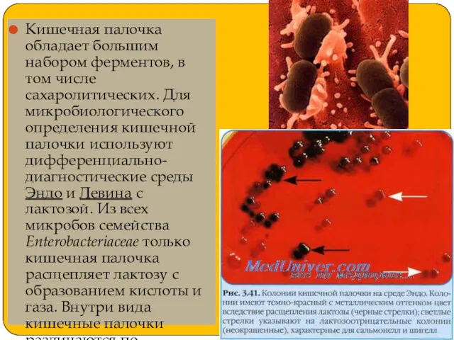 Кишечная палочка обладает большим набором ферментов, в том числе сахаролитических.