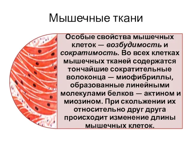 Мышечные ткани