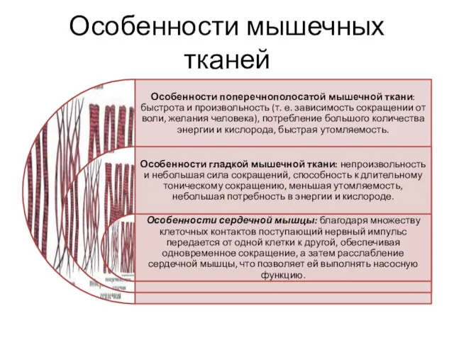 Особенности мышечных тканей