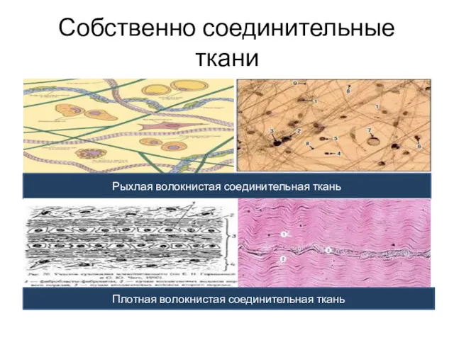 Собственно соединительные ткани Рыхлая волокнистая соединительная ткань Плотная волокнистая соединительная ткань