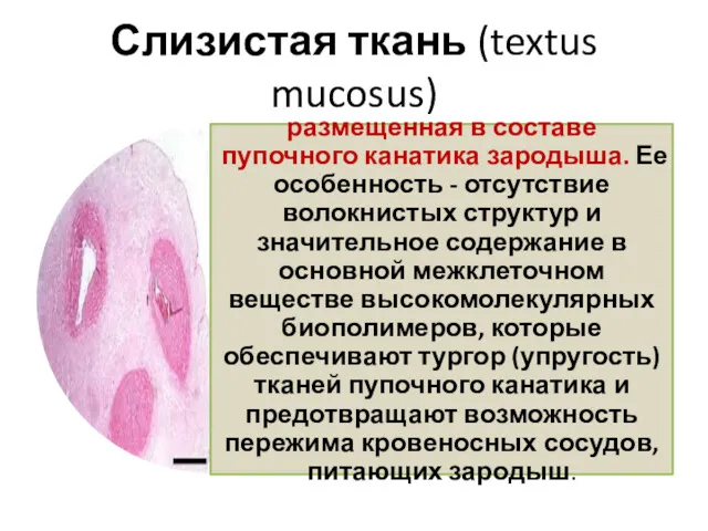 Слизистая ткань (textus mucosus)