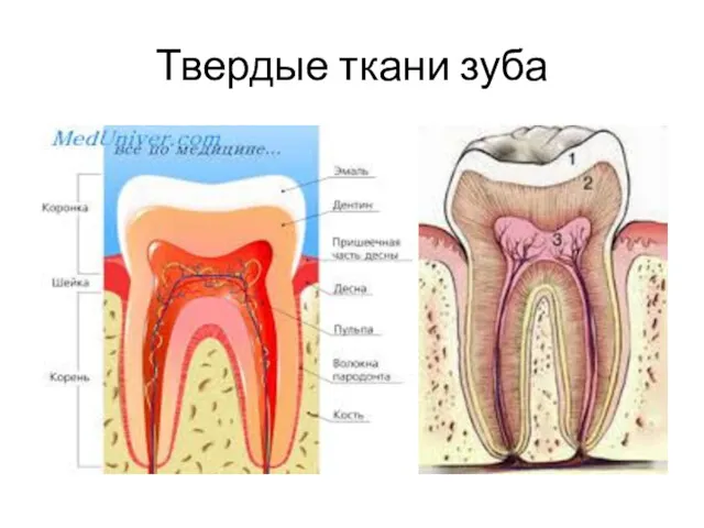 Твердые ткани зуба