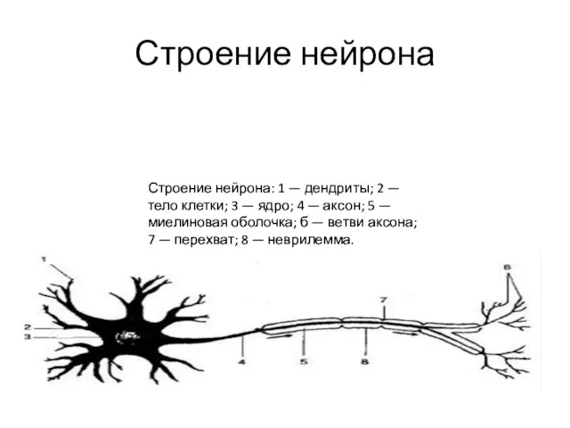 Строение нейрона Строение нейрона: 1 — дендриты; 2 — тело