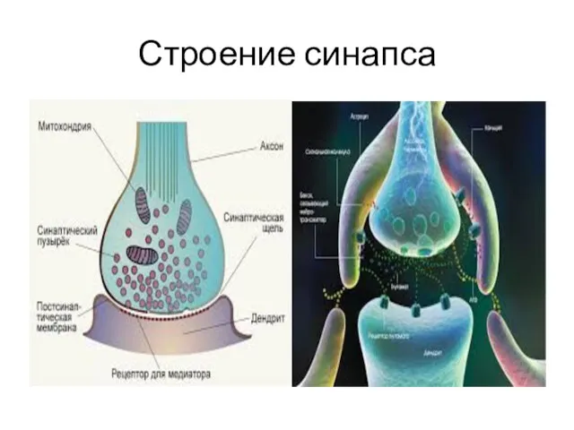 Строение синапса