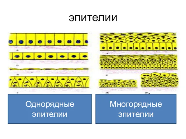 эпителии Однорядные эпителии Многорядные эпителии