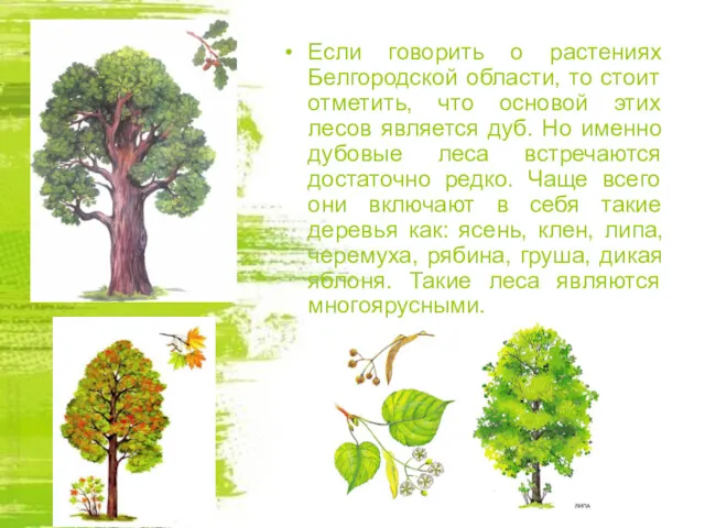 Если говорить о растениях Белгородской области, то стоит отметить, что