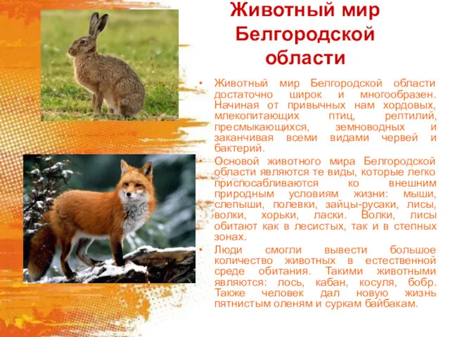 Животный мир Белгородской области Животный мир Белгородской области достаточно широк