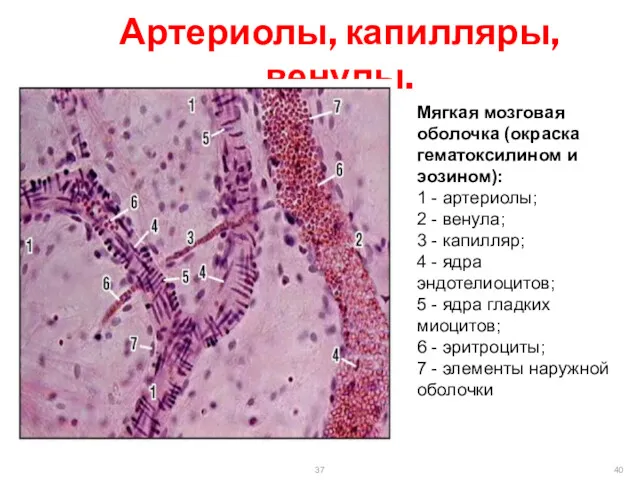 Артериолы, капилляры, венулы. Мягкая мозговая оболочка (окраска гематоксилином и эозином):