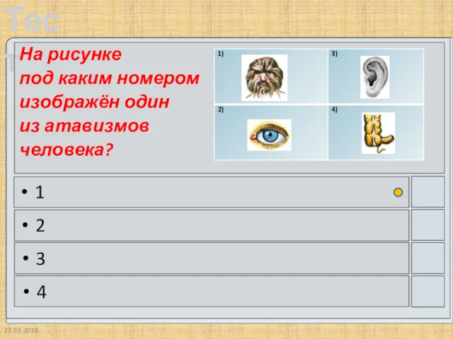 22.03.2016 На рисунке под каким номером изображён один из атавизмов человека? 1 2 3 4