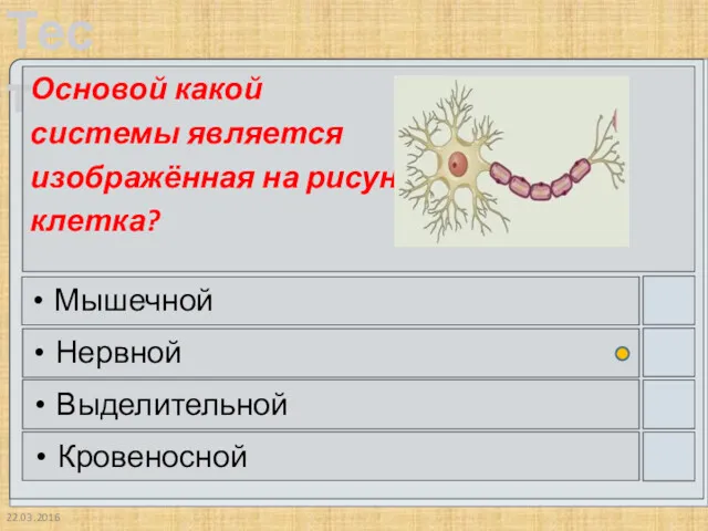 22.03.2016 Основой какой системы является изображённая на рисунке клетка? Мышечной Нервной Выделительной Кровеносной