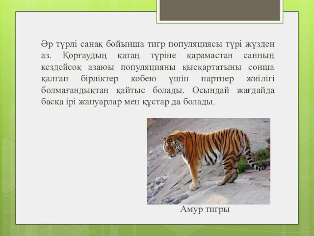 Әр түрлі санақ бойынша тигр популяциясы түрі жүзден аз. Қорғаудың