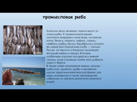 промысловая рыба Азовское море занимает первое место по ловле рыбы.