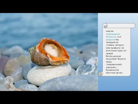многие черноморские моллюски, чьи ракушки мы находим на пляжах, сегодня
