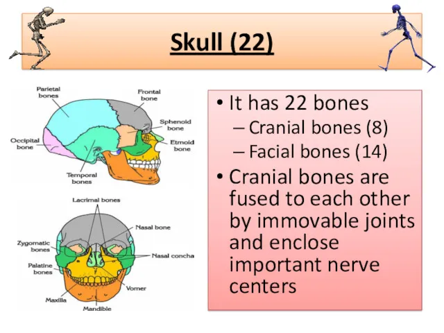 Skull (22) It has 22 bones Cranial bones (8) Facial