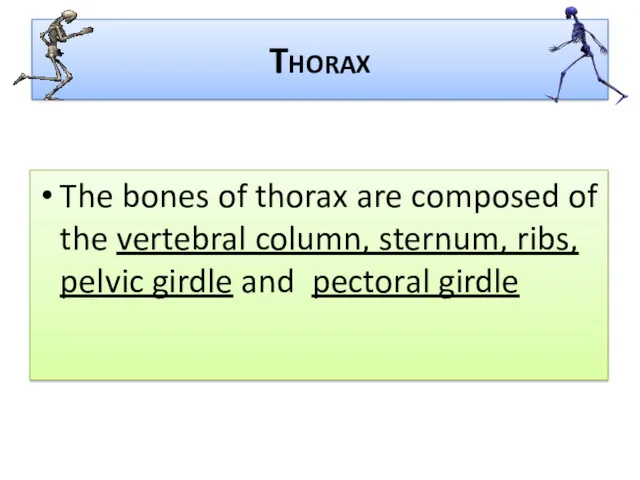 Thorax The bones of thorax are composed of the vertebral