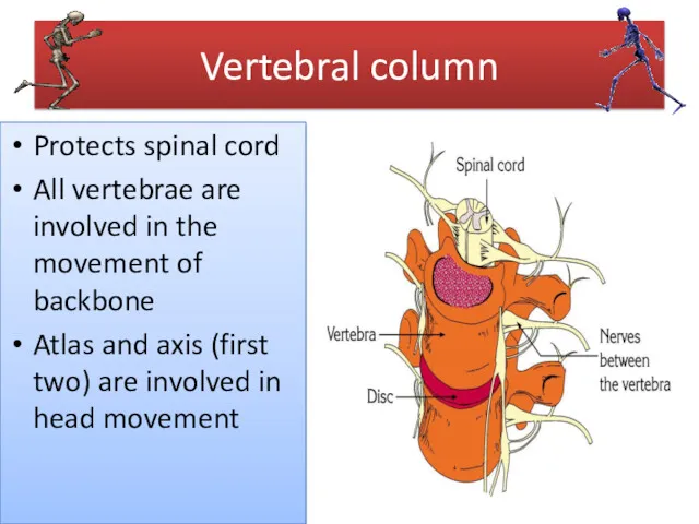 Vertebral column Protects spinal cord All vertebrae are involved in