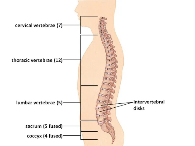 intervertebral disks cervical vertebrae (7) thoracic vertebrae (12) lumbar vertebrae