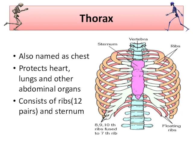 Thorax Also named as chest Protects heart, lungs and other
