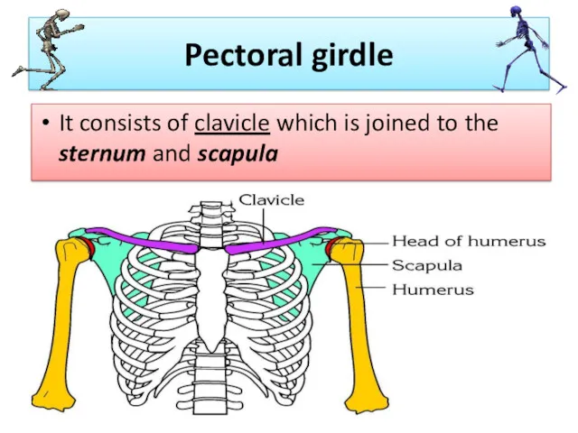 Pectoral girdle It consists of clavicle which is joined to the sternum and scapula
