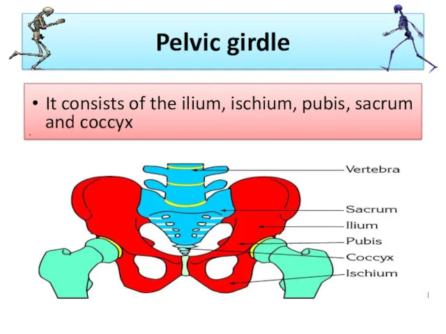 Pelvic girdle It consists of the ilium, ischium, pubis, sacrum and coccyx