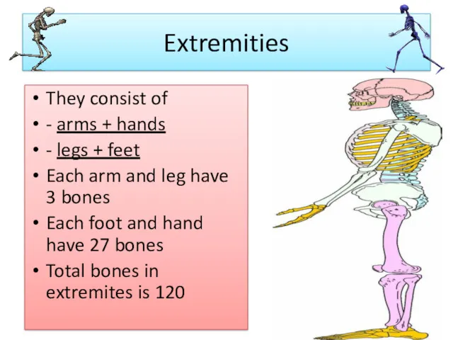 Extremities They consist of - arms + hands - legs