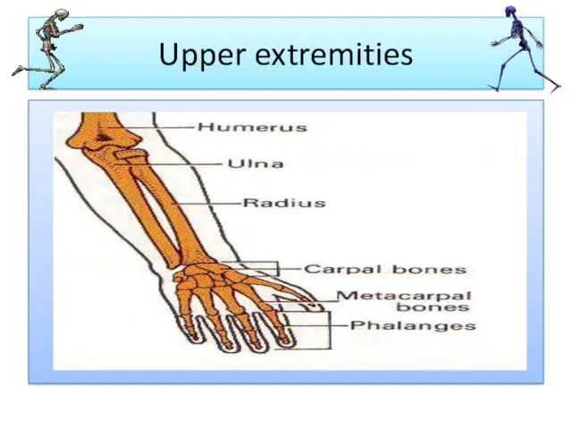 Upper extremities