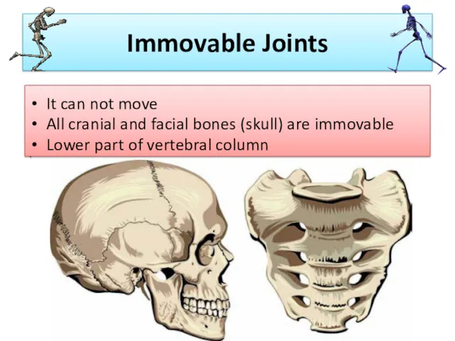 Immovable Joints It can not move All cranial and facial