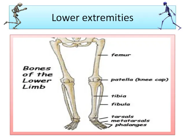 Lower extremities