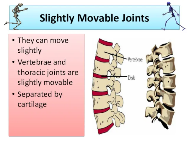Slightly Movable Joints They can move slightly Vertebrae and thoracic