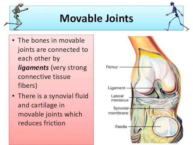 Movable Joints The bones in movable joints are connected to