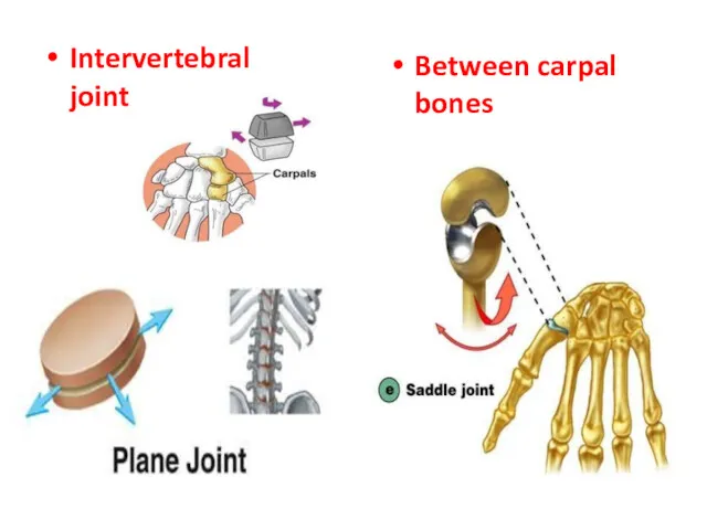 Intervertebral joint Between carpal bones