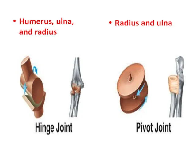 Humerus, ulna, and radius Radius and ulna