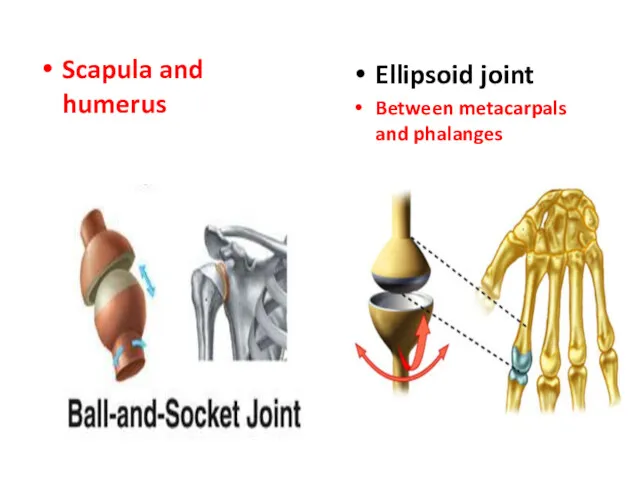Scapula and humerus Ellipsoid joint Between metacarpals and phalanges