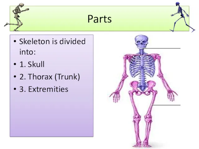 Parts Skeleton is divided into: 1. Skull 2. Thorax (Trunk) 3. Extremities