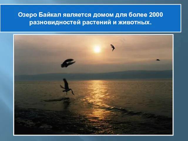 Озеро Байкал является домом для более 2000 разновидностей растений и животных.