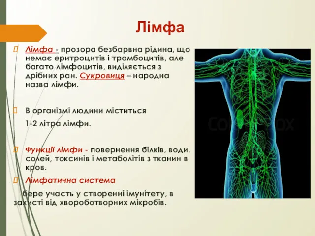 Лімфа Лімфа - прозора безбарвна рідина, що немає еритроцитів і