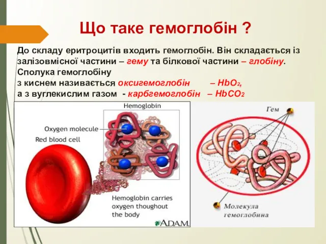 Що таке гемоглобін ? До складу еритроцитів входить гемоглобін. Він