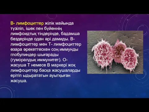 В- лимфоциттер жілік майында түзіліп, ішек пен бүйеннің лимфоидтық тіндерінде,